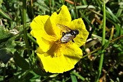 22 Eliantemo maggiore (Helianthemum nummularium) con ospite